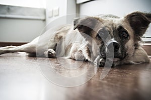 Dog layed down 1 photo